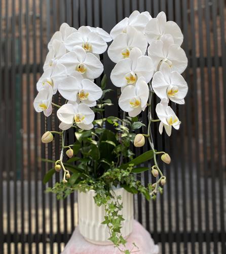 Hoa Lan Chúc Mừng 00032